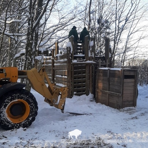 Первая партия благородных оленей отправилась из Беловежской пущи в Минскую область Первая партия благородных оленей отправилась из Беловежской пущи в Минскую область
