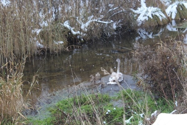 В Беларуси спасли лебедя. Подробности случая