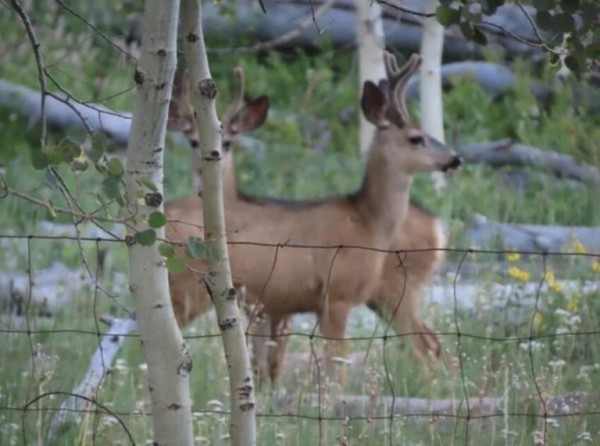 20 неоднозначных фото