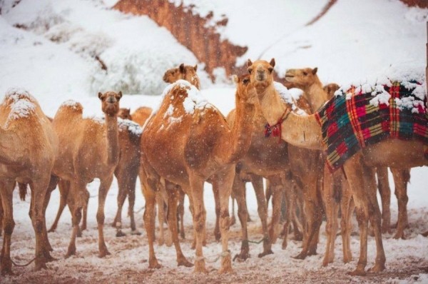 В Саудовской Аравии выпал снег. Верблюды не понимают, что делать, а люди веселятся В Саудовской Аравии выпал снег. Верблюды не понимают, что делать, а люди веселятся