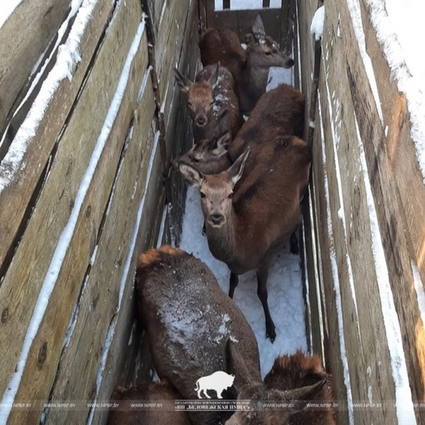 Первая партия благородных оленей отправилась из Беловежской пущи в Минскую область Первая партия благородных оленей отправилась из Беловежской пущи в Минскую область