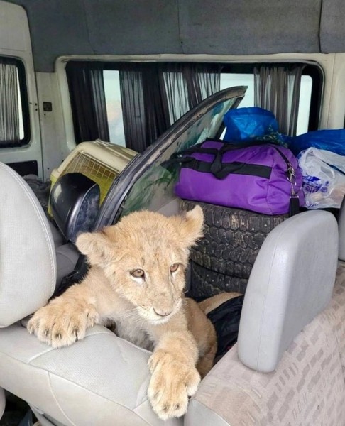 Трехмесячного львенка везли среди личных вещей в микроавтобусе из России в Беларусь. Документов у водителя не было