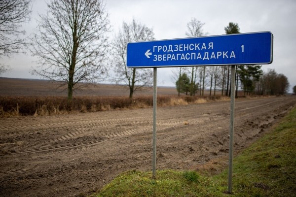 От испуга до «уголовки». Разбираемся, накажут ли водителя, если он сбил животное в зоне действия особого знака