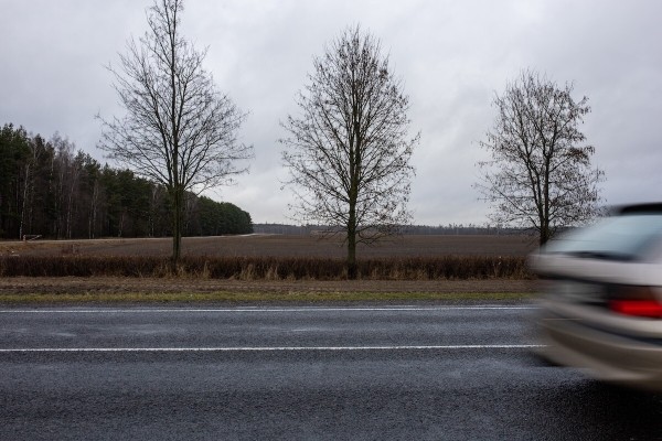 От испуга до «уголовки». Разбираемся, накажут ли водителя, если он сбил животное в зоне действия особого знака
