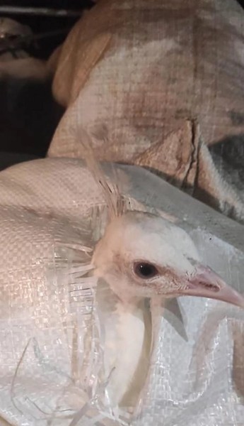 Белорус вез из России в багажнике живых павлинов. На границе возникли проблемы Белорус вез из России в багажнике живых павлинов. На границе возникли проблемы