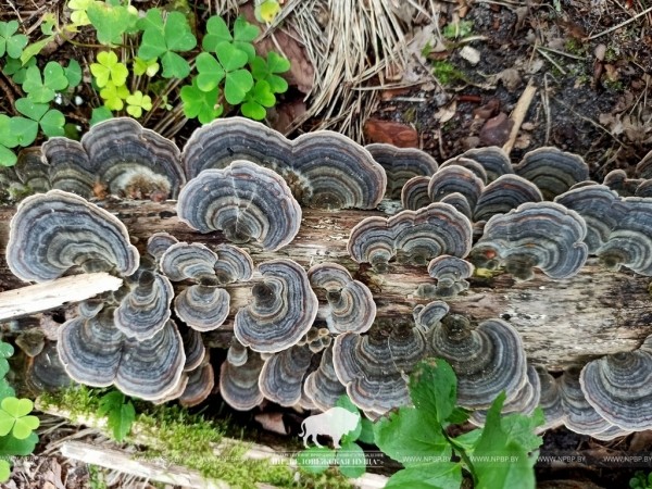 В Беловежской пуще «цветут» фантастические грибы. Смотрите сами