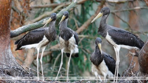 Более 50 мест обитания черного аиста выявлено в Брестской области