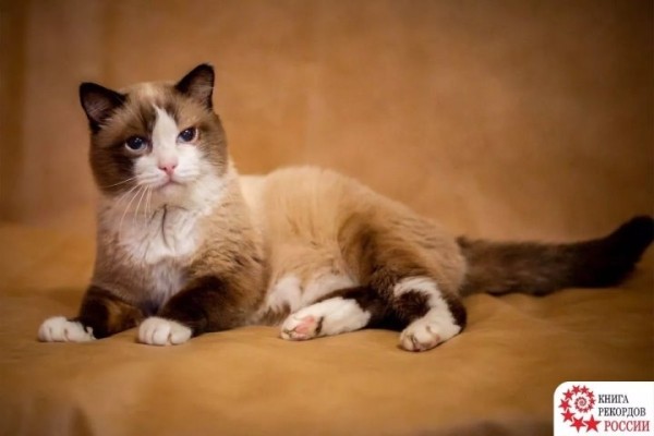 Умер старейший кот России. Сколько ему было лет? Умер старейший кот России. Сколько ему было лет?