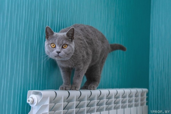 Когда в Беларуси в 2023 году отключат отопление? Узнали, что говорит закон