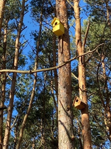 В одном из парков в Бресте установили скворечники, изготовленные школьниками города