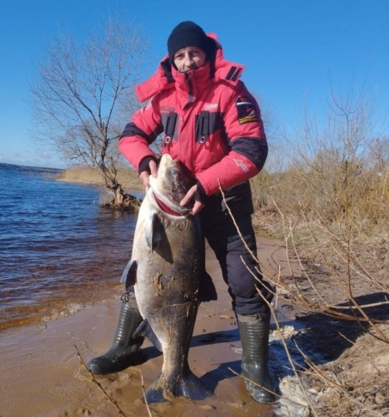 Белорус поймал 30-килограммового толстолобика Белорус поймал 30-килограммового толстолобика