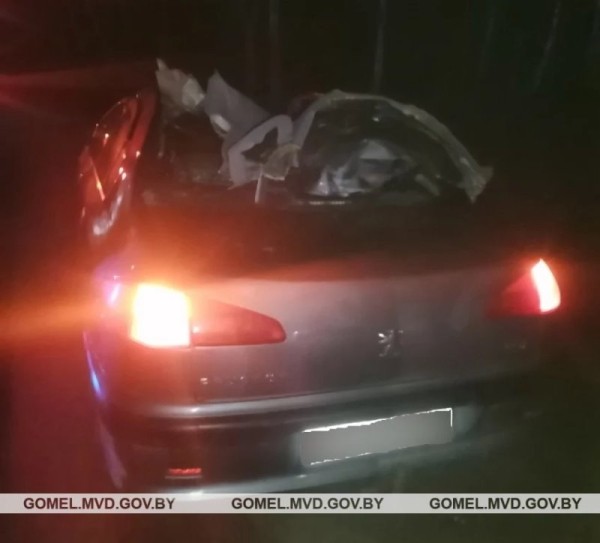 В Беларуси лось проломил крышу ехавшего Peugeot – в больнице два человека