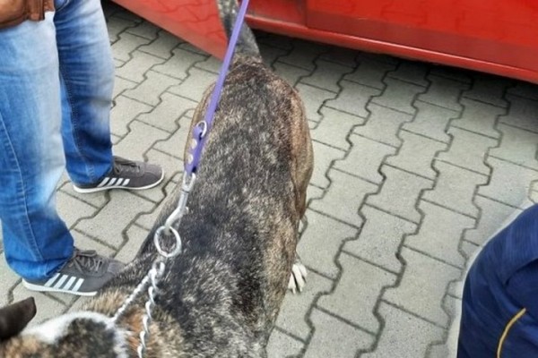 В Польше из багажника белорусского Peugeot вызволили пса