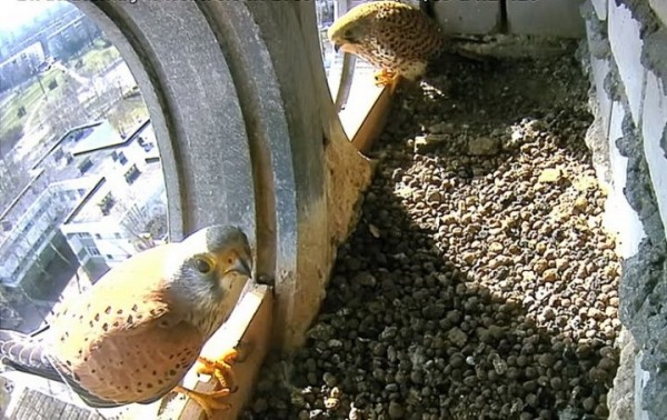 Любовь и жилищные склоки. В Бресте начался новый сезон трансляций из соколиных гнезд