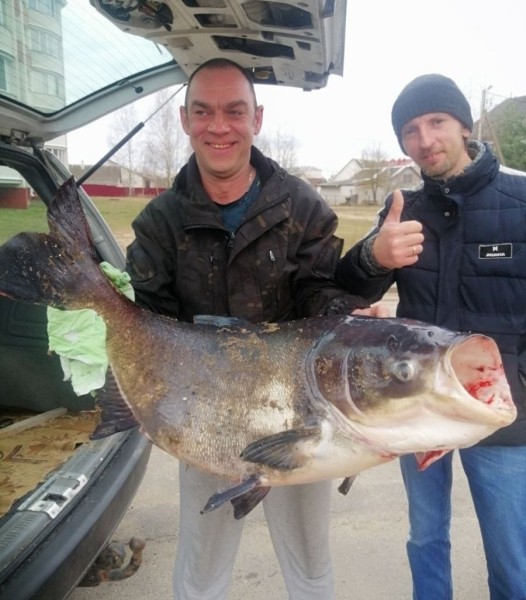 Белорус поймал 30-килограммового толстолобика Белорус поймал 30-килограммового толстолобика
