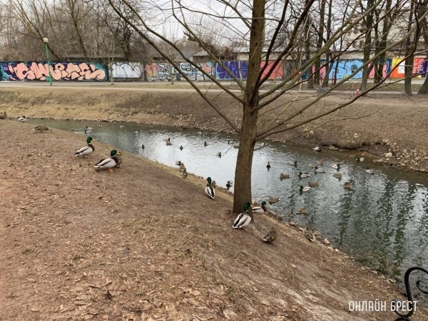 В Бресте и области на 14 марта объявлен оранжевый уровень из-за сильного ветра