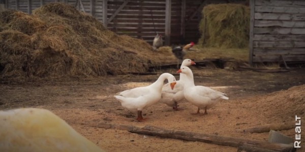 «Приехал отдохнуть — и остался жить». Молодой белорус поселился в деревне, завел хозяйство и делает сыр «Приехал отдохнуть — и остался жить». Молодой белорус поселился в деревне, завел хозяйство и делает сыр