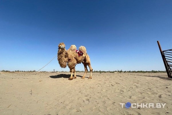 Белорусских туристов зовут в Узбекистан: что и почем там предлагают