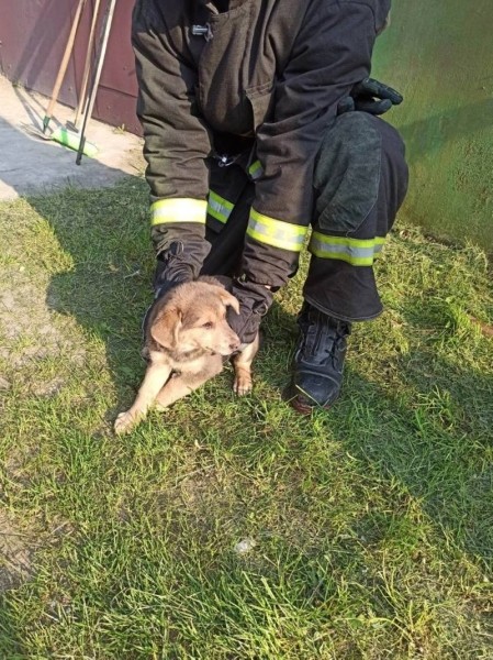 Брестские спасатели помогли четвероногому «заложнику»