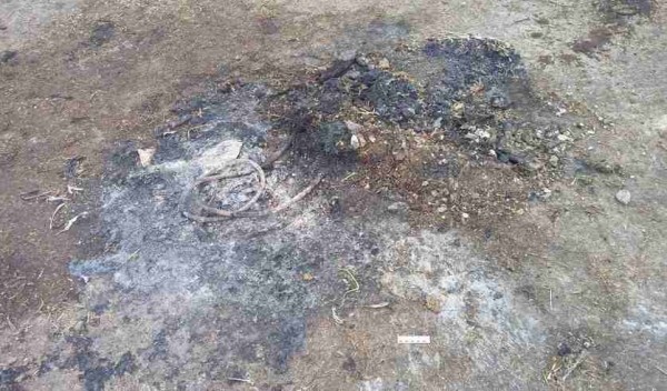 В Пружанском районе в огне погибли телята В Пружанском районе в огне погибли телята