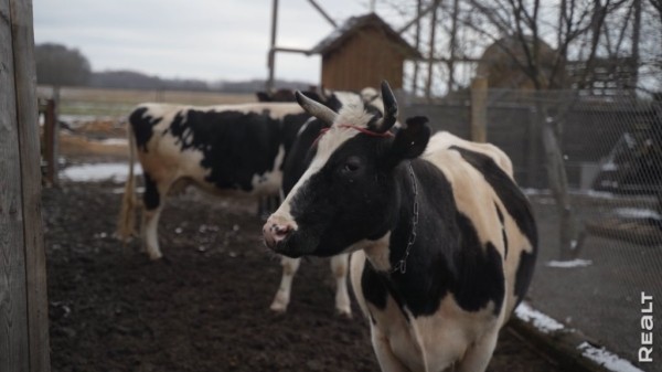 «Приехал отдохнуть — и остался жить». Молодой белорус поселился в деревне, завел хозяйство и делает сыр «Приехал отдохнуть — и остался жить». Молодой белорус поселился в деревне, завел хозяйство и делает сыр