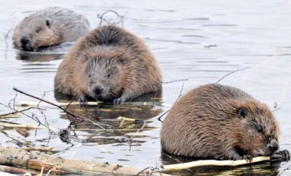 Белорус нашел тушки мертвых бобров и хотел скормить собаке. За это он получил большой штраф и год домашней «химии»