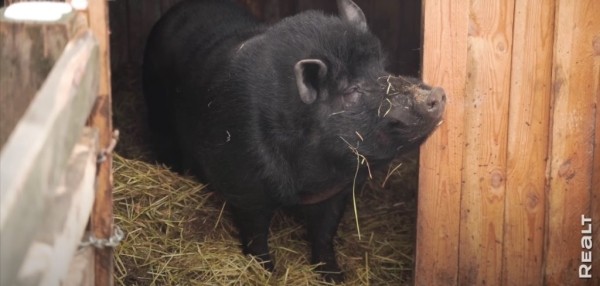 «Приехал отдохнуть — и остался жить». Молодой белорус поселился в деревне, завел хозяйство и делает сыр «Приехал отдохнуть — и остался жить». Молодой белорус поселился в деревне, завел хозяйство и делает сыр
