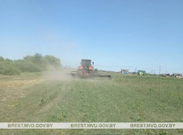 В Пинском районе уничтожена плантация конопли