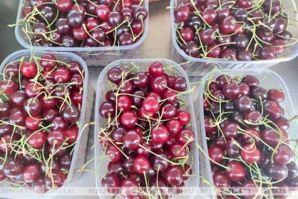 На рынке в Березе появилась черника. Почем? На рынке в Березе появилась черника. Почем?