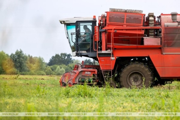 В Столинском районе идет уборка зеленого горошка