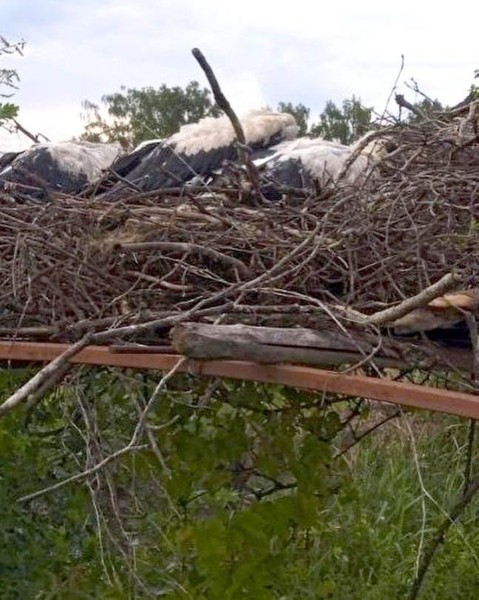 Жители Пинского района спасают попавших в беду аистов
