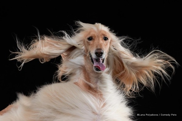 Показаны самые смешные фотографии домашних животных 2023 года Показаны самые смешные фотографии домашних животных 2023 года