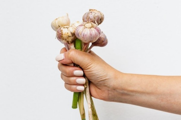 Знаете ли вы, зачем опытные огородники завязывают листья чеснока в узел?