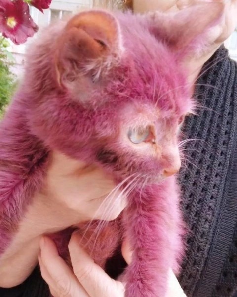 «Над ним издевались нелюди». В Минске нашли котенка со странным окрасом