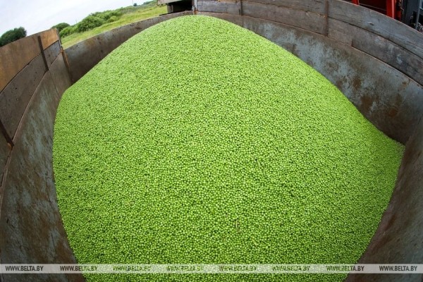 В Столинском районе идет уборка зеленого горошка