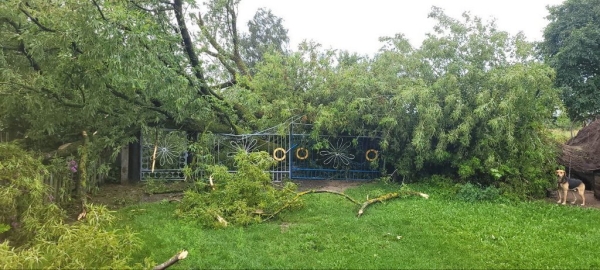 В МЧС рассказали, что натворила непогода в Брестской области В МЧС рассказали, что натворила непогода в Брестской области