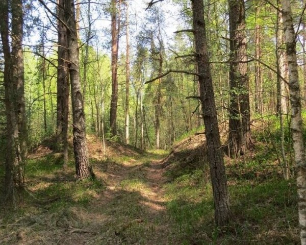 В Барановичах осудили лесничего, который скрывал, что на его участке не удобряли лес