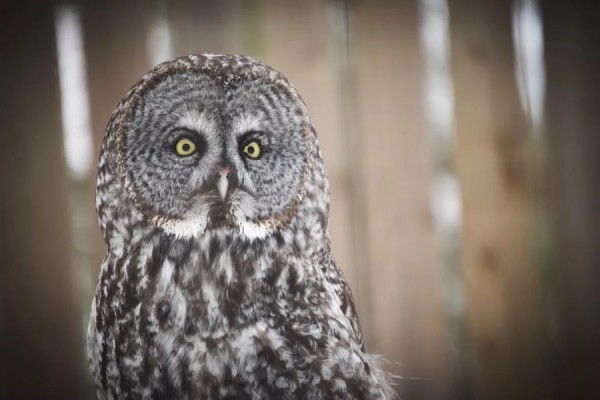 Белорусские аисты полетят зимовать за экватор, а совы останутся в Беларуси Белорусские аисты полетят зимовать за экватор, а совы останутся в Беларуси