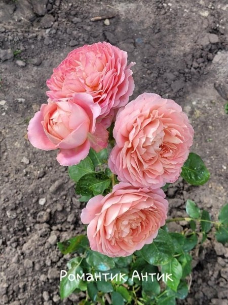 «Дом образцового порядка» — как семья в Кобрине своими силами украшает территорию многоквартирного дома «Дом образцового порядка» — как семья в Кобрине своими силами украшает территорию многоквартирного дома