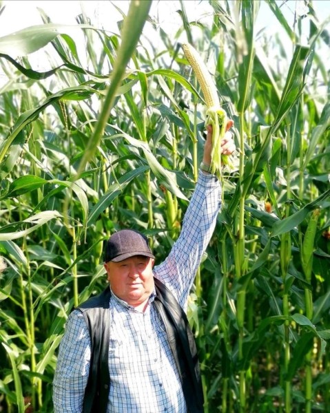 Кукурузу в два человеческих роста вырастили аграрии в Пинском районе Кукурузу в два человеческих роста вырастили аграрии в Пинском районе
