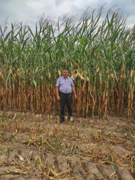 Кукурузу в два человеческих роста вырастили аграрии в Пинском районе Кукурузу в два человеческих роста вырастили аграрии в Пинском районе