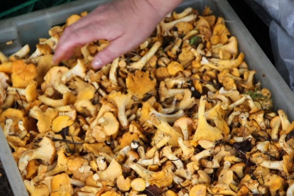 Белорусы получили от Белкоопсоюза 215 млн за овощи, ягоды, грибы: что почем принимают Белорусы получили от Белкоопсоюза 215 млн за овощи, ягоды, грибы: что почем принимают