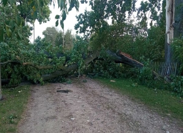 В Брестской области сильный ветер валил деревья и пролеты железобетонных заборов. Сколько автомобилей пострадало? В Брестской области сильный ветер валил деревья и пролеты железобетонных заборов. Сколько автомобилей пострадало?