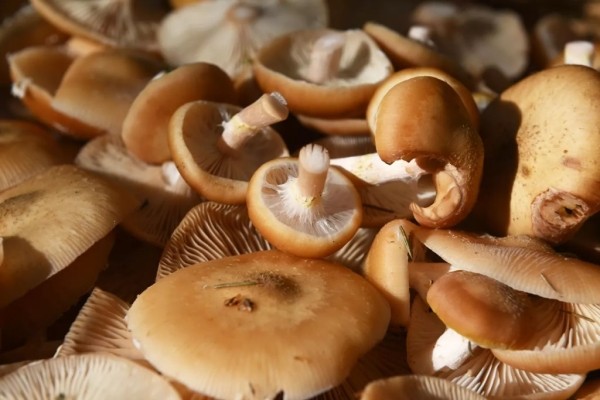 С какого возраста можно есть грибы? Кому нельзя есть грибы? Есть ли безопасная доза грибов? Что нужно знать С какого возраста можно есть грибы? Кому нельзя есть грибы? Есть ли безопасная доза грибов? Что нужно знать