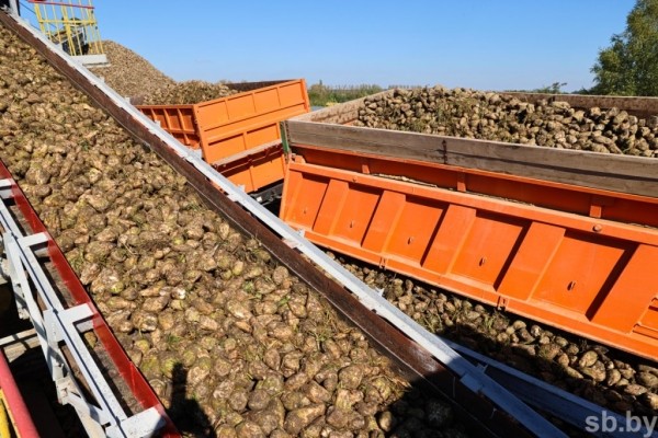 В Брестской области накопано 370 тысяч тонн сахарной свеклы