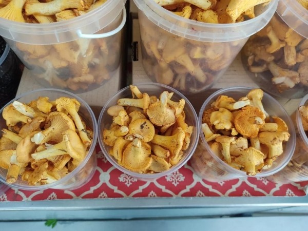 С какого возраста можно есть грибы? Кому нельзя есть грибы? Есть ли безопасная доза грибов? Что нужно знать С какого возраста можно есть грибы? Кому нельзя есть грибы? Есть ли безопасная доза грибов? Что нужно знать