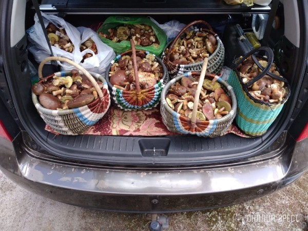 С какого возраста можно есть грибы? Кому нельзя есть грибы? Есть ли безопасная доза грибов? Что нужно знать С какого возраста можно есть грибы? Кому нельзя есть грибы? Есть ли безопасная доза грибов? Что нужно знать