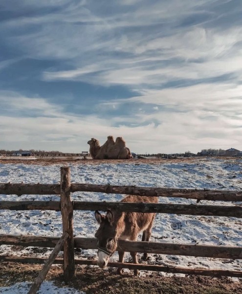 Парк животных приглашает на новогоднюю сказку «По ту сторону зеркала» Парк животных приглашает на новогоднюю сказку «По ту сторону зеркала»
