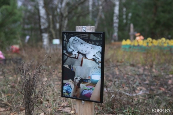 «Чипашка, спасибо за службу». Как выглядит стихийное кладбище домашних животных в Бобруйске «Чипашка, спасибо за службу». Как выглядит стихийное кладбище домашних животных в Бобруйске