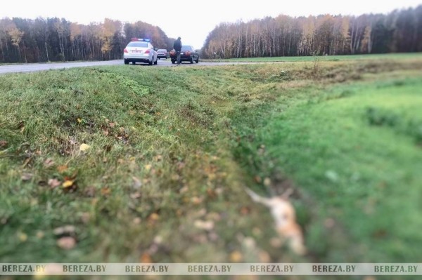 В Брестской области водитель сбил собаку и вызвал ГАИ. Что делать в такой ситуации? В Брестской области водитель сбил собаку и вызвал ГАИ. Что делать в такой ситуации?